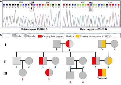 The Potential Effect of Nav1.8 in Autism Spectrum Disorder: Evidence From a Congenital Case With Compound Heterozygous SCN10A Mutations